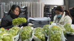 陕西大荔14吨“阳光玫瑰”出口哈萨克斯坦 促外